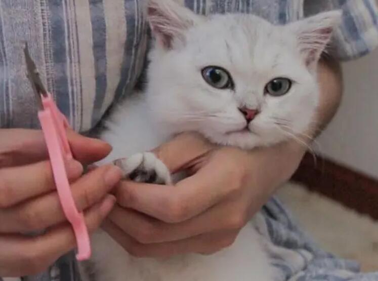 宠物店给猫剪指甲多少钱一次 宠物店给猫剪指甲多少钱一次