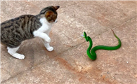 猫怕蛇咬吗