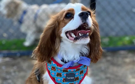 纯种骑士查理王小猎犬的价格