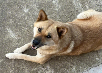 养宠小知识:土狗怎么训练狗不咬人 养宠小知识:土狗怎么训练狗不咬人