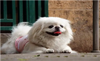 京巴犬怎么看品相