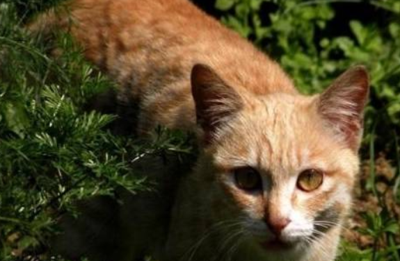 猫咪一直躲着主人