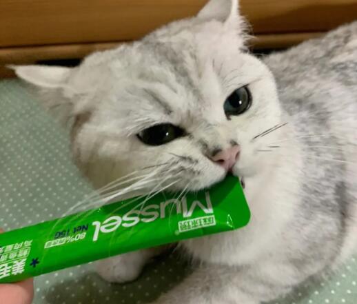 猫咪一天吃多少猫条 猫咪一天吃多少猫条