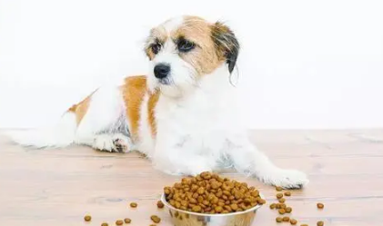 小型犬狗粮排名前十品牌