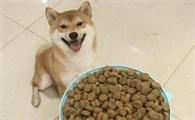 如何为小狗狗选吃的狗粮呢