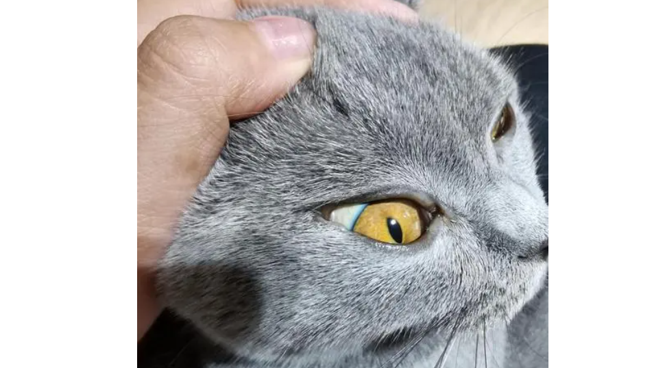猫咪为什么会得黄疸性肝病呢