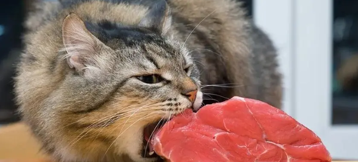 猫咪能吃的食物有哪些