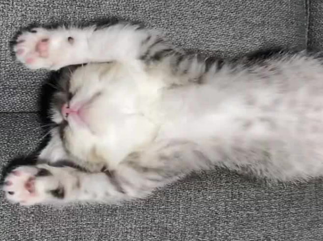 小猫仰面朝天睡觉