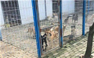 苏州宠物收容基地