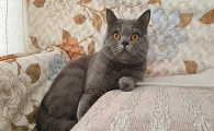 蓝猫取名洋气点的男的