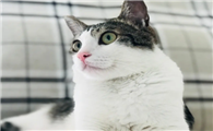 狸花猫和白猫杂交图片