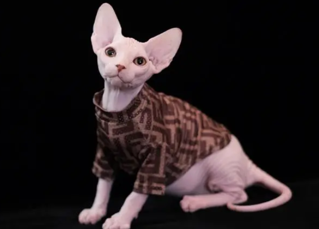 斯芬克斯猫认几个主人