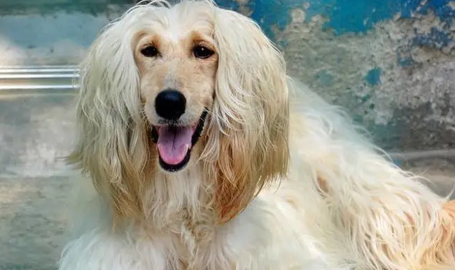 阿富汗猎犬什么颜色最贵