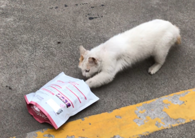 为什么不要给流浪猫喂猫粮?原因很简单 为什么不要给流浪猫喂猫粮?原因很简单