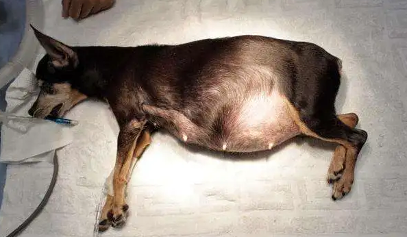 母犬子宫有炎症如何用药