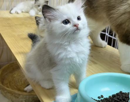 玳瑁色布偶猫是纯种吗