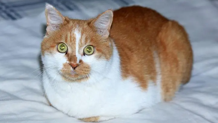 猫咪为什么喜欢亲近人呢