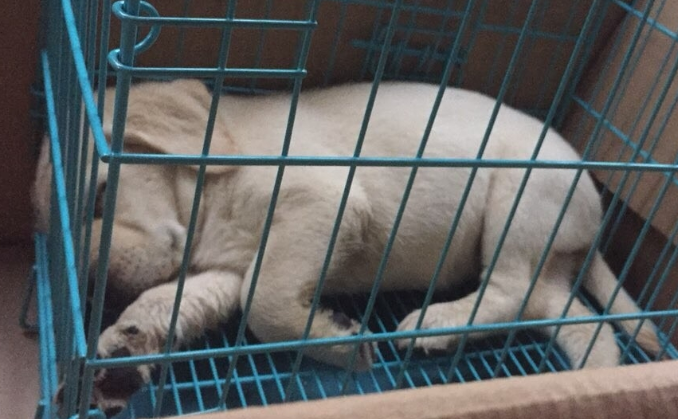 幼犬是关笼子里好还是放出来好
