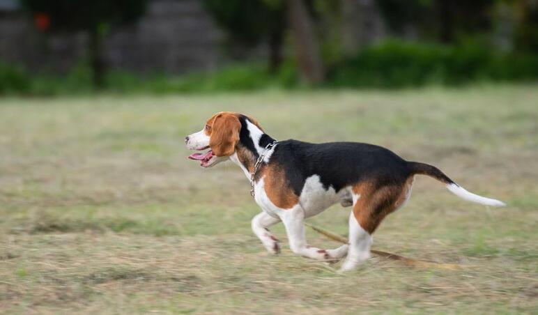 田野小猎犬长虱子了怎么办？不可忽视的小问题