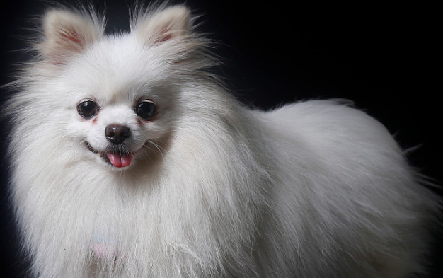 博美犬的价格多少钱一只