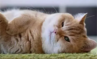 母猫预产期到了呼吸急促