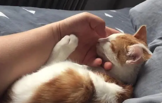 猫咪晚上睡觉不撒手为什么呢 猫咪晚上睡觉不撒手为什么呢