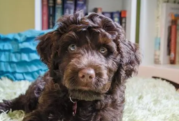 葡萄牙水犬爱叫吗