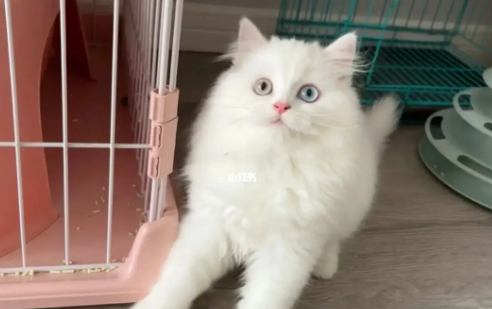 纯白异瞳高地猫咪价格