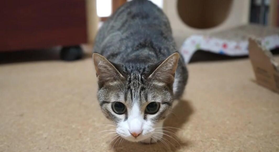 打死一只野猫犯法吗