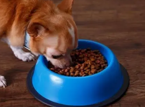 如何防止狗狗误配狗粮的方法