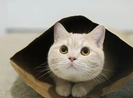 猫砂彻底换一次好心疼 猫砂彻底换一次好心疼