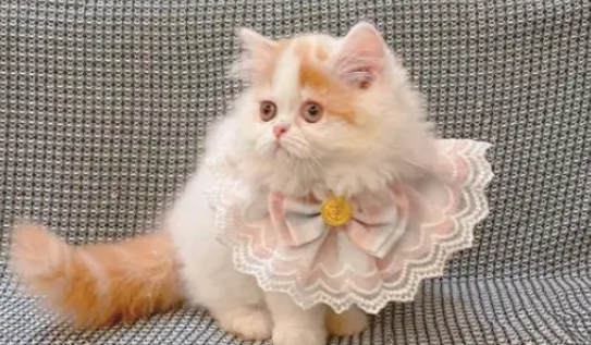米怒特矮脚猫价格 百度百科 米怒特矮脚猫价格 百度百科