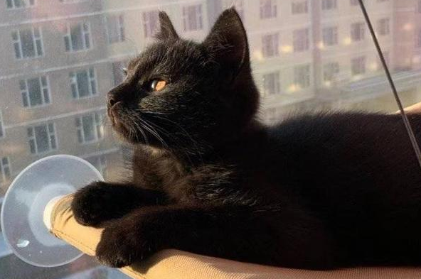 猫生了黑猫好不好