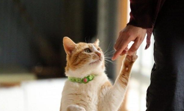 猫瘟什么状态会扛不住了呢? 猫瘟什么状态会扛不住了呢?