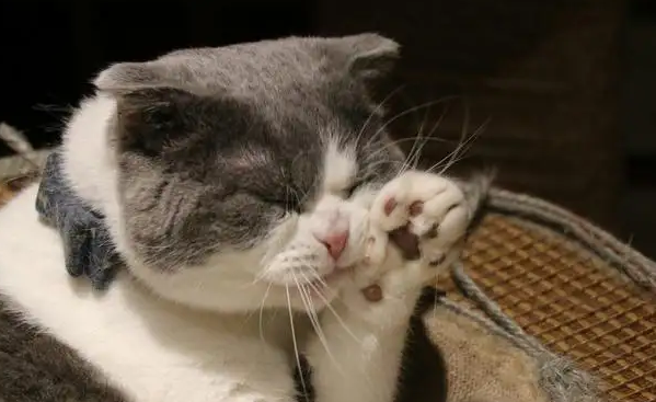 猫咪的爪子很大很长怎么回事 猫咪的爪子很大很长怎么回事