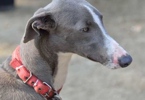 细犬和灵缇哪个贵 细犬和灵缇哪个贵