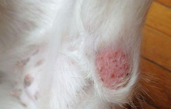 狗狗皮肤疾病的产生原因？