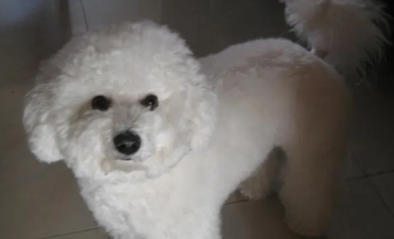 比熊犬怎么洗澡？怎么帮它洗澡？