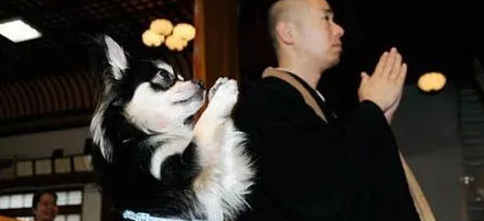 为什么拜神不能有狗狗呢