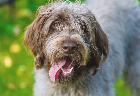 狗狗毛发怎么会褪色？养犬一定要注意
