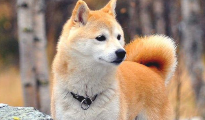 你对柴犬掌握有多少呢?一起来认识一下柴犬吧! 你对柴犬掌握有多少呢?一起来认识一下柴犬吧!