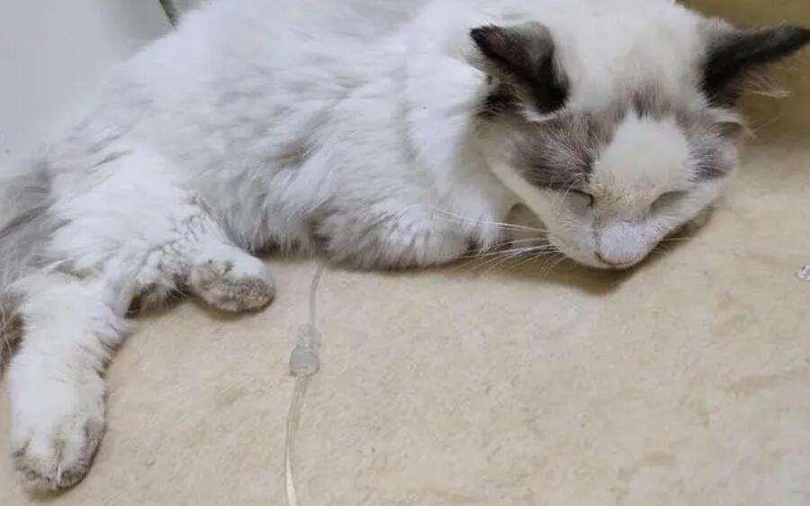 猫瘟会吐血水吗