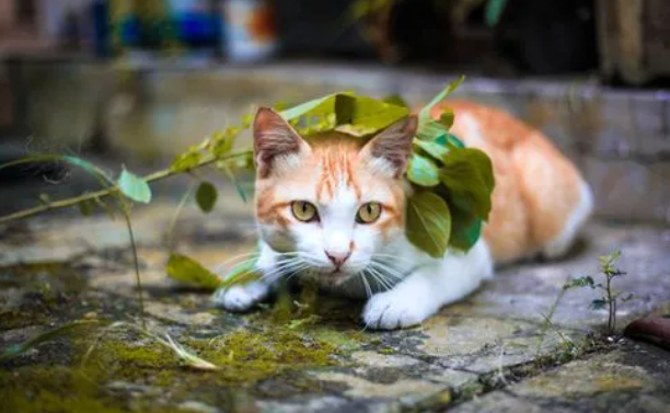 猫咪为什么喜欢蹭青苔吃呢