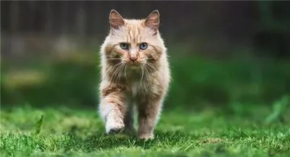 猫咪为什么吃东西不咬人呢