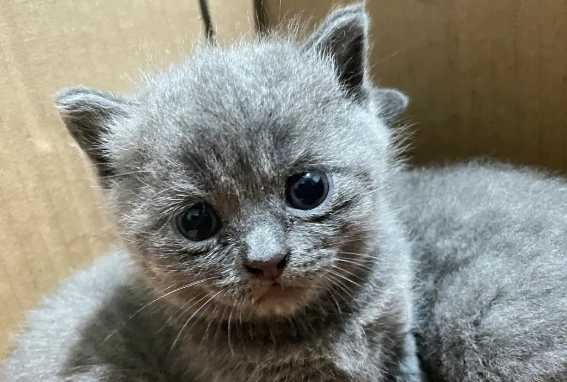 蓝猫一定要做绝育吗? 蓝猫一定要做绝育吗?