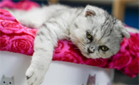 小猫被坐了一下会死吗