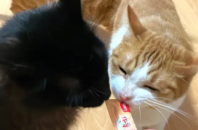 猫吃猫条好还是罐头好