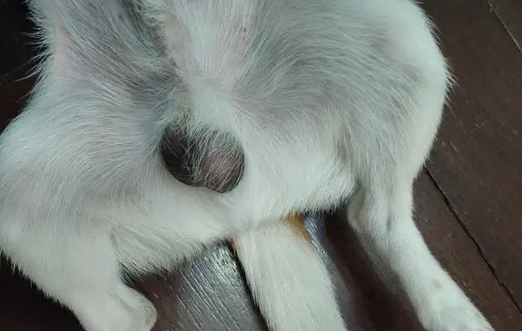 狗狗睾丸发炎肿大吃什么药