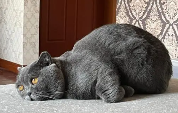 猫咪老是撅着身子还一直叫
