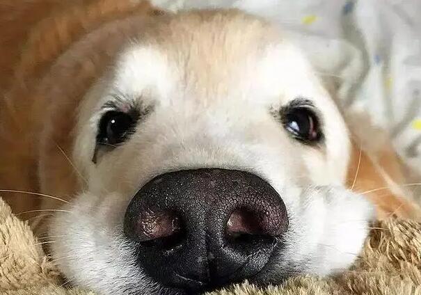 狗狗鼻子变黑是为什么呀图片 狗狗鼻子变黑是为什么呀图片